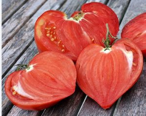 Томат Венера F1