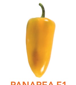 Перець міні Панареа F1