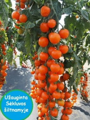 Томат Апрікола F1