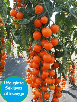 Томат Апрікола F1