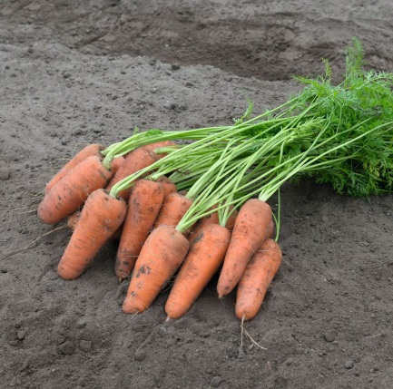 Морква Курасао F1