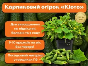 Огірок Кіото F1