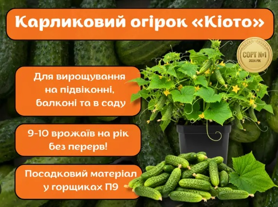 Огірок Кіото F1