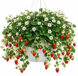 Полуниця ампельна Пендула